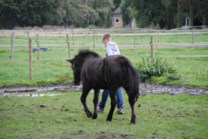 Kinder- en Jeugdtherapie met inzet van paarden.